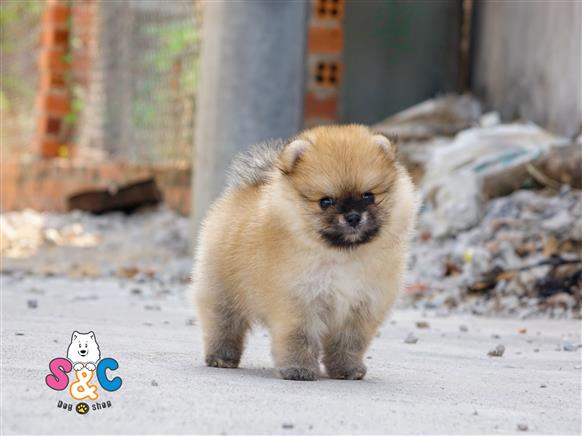 Bán Chó Pomeranian ( Phốc Sóc ) Thuần Chủng Số 34 - HCM - Toàn Quốc