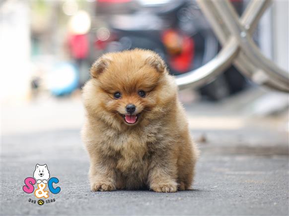 Bán Chó Pomeranian ( Phốc Sóc ) Thuần Chủng Số 38 - HCM - Toàn Quốc