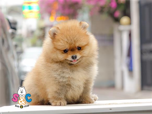 Bán Chó Pomeranian ( Phốc Sóc ) Thuần Chủng Số 40 - HCM - Toàn Quốc