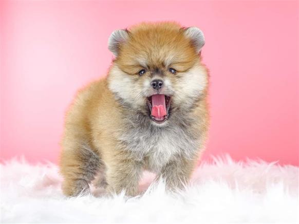 Bán Chó Pomeranian ( Phốc Sóc ) Thuần Chủng Số 50 - HCM - Toàn Quốc