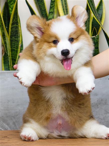 Bán Chó Pembroke Corgi thuần Chủng Số 65 - HCM - Toàn Quốc