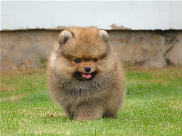 Bán Chó Pomeranian ( Phốc Sóc ) Thuần Chủng Số 79 - HCM - Toàn Quốc