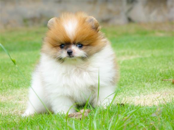 Bán Chó Pomeranian ( Phốc Sóc ) Thuần Chủng Số 80 - HCM - Toàn Quốc