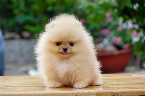 Bán Chó Pomeranian ( Phốc Sóc ) Thuần Chủng Số 95 - HCM - Toàn Quốc