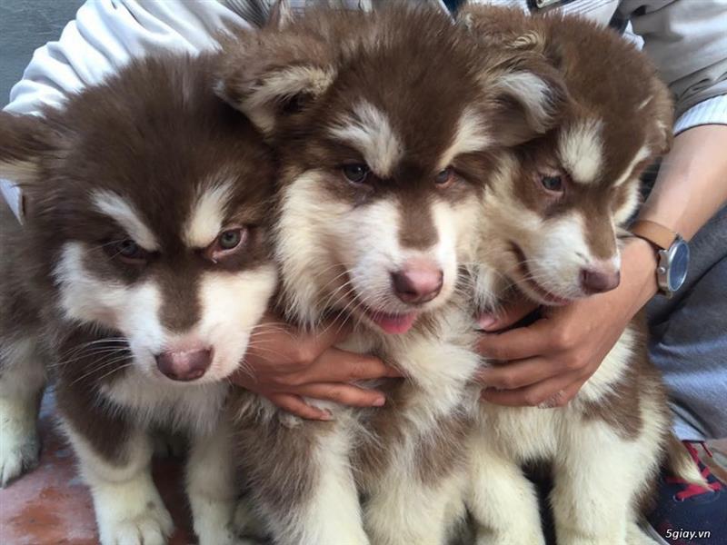 Cách nhận biết chó Alaska thuần chủng chính xác nhất
