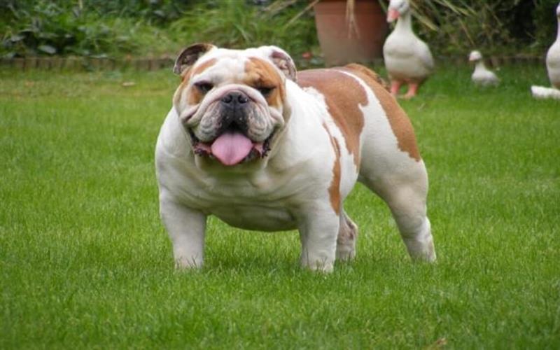 Cách nhận biết chó Bulldog Anh thuần chủng