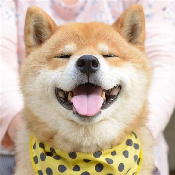 Cảnh giác với chiêu bán chó Shiba Inu thuần chủng giá chỉ 7-9 triệu đồng