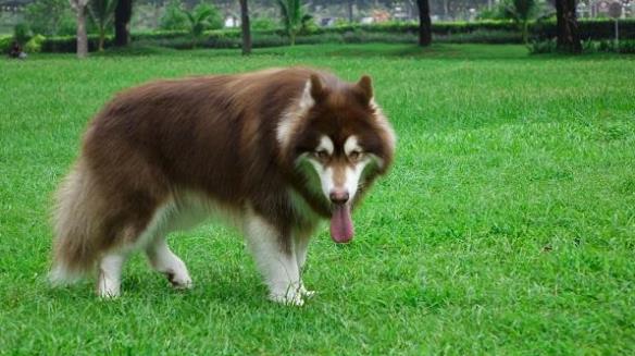 Giống chó alaska nặng bao nhiêu kg ? Chế độ ăn của chó Alaska ra sao?