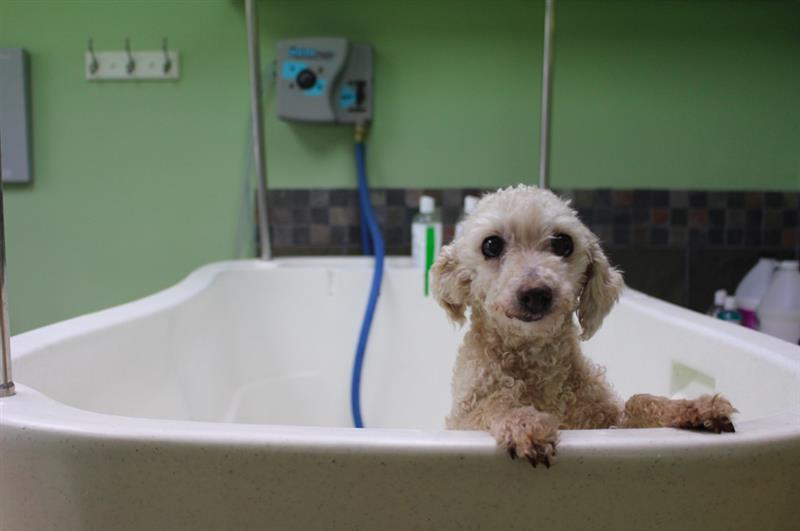 Hướng dẫn chi tiết cách tắm cho chó Poodle đúng cách