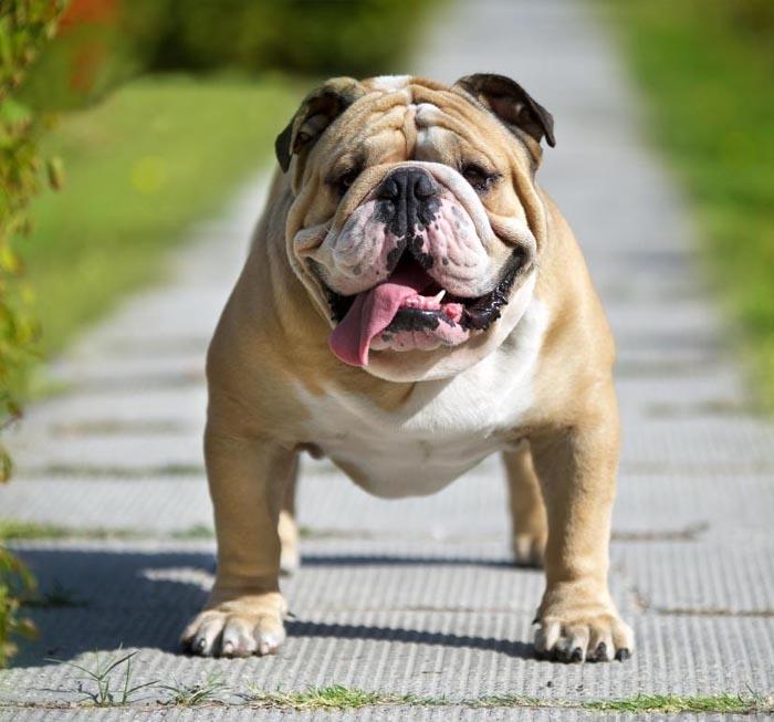 Những điều cần biết về giống chó Bulldog Anh