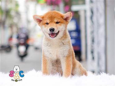 Tìm Hiểu Về Chó Shiba – Người Bạn Đồng Hành Đáng Yêu
