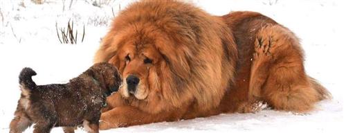 Top những giống chó có kích thước lớn nhất trên thế giới